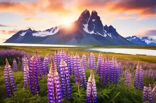 雪山下草丛盛开的紫色的小花摄影图 