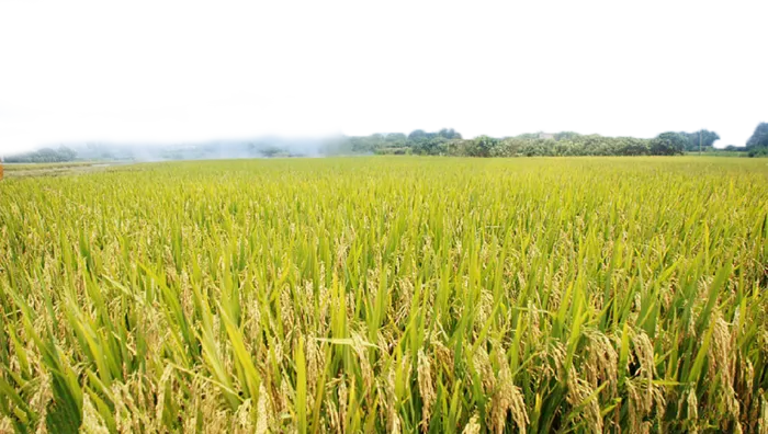 现代农业稻田