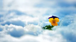 高清雪地里的一朵花