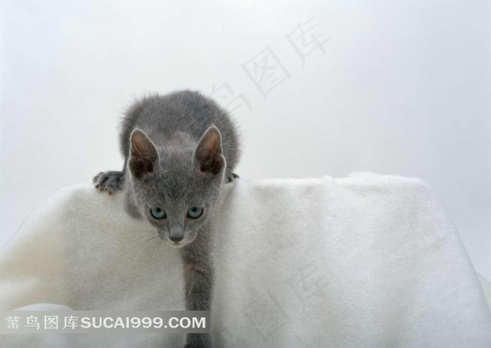 蓝色眼睛小猫素材