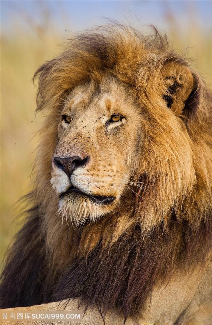 唯美野生动物凌乱的狮子王图片