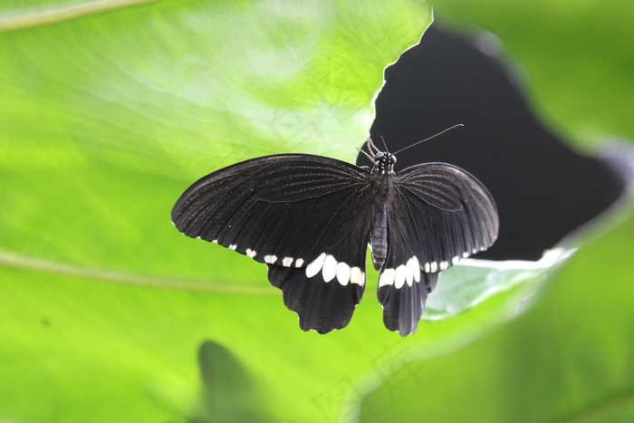 漂亮黑色蝴蝶图片