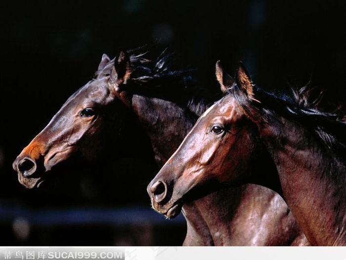 双头齐驱的骏马