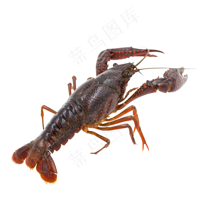 小龙虾免扣素材