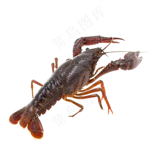 小龙虾免扣素材
