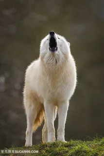 高清嚎叫的白狼图片