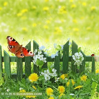 菊花蝴蝶设计素材