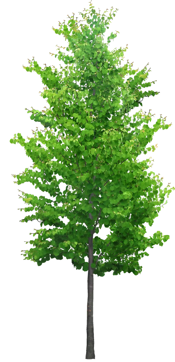 高清树木素材 免抠PSD植物素材 美术绘画园林贴图 树草灌木花草