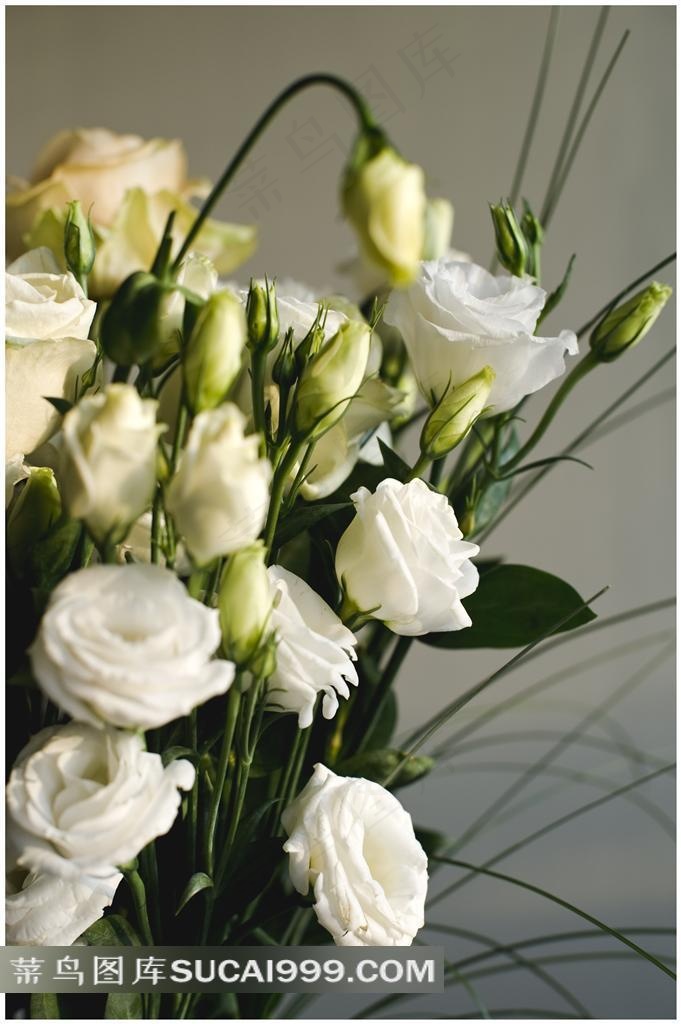 唯美白玫瑰花图片下载