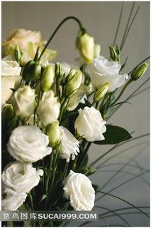 唯美白玫瑰花图片下载