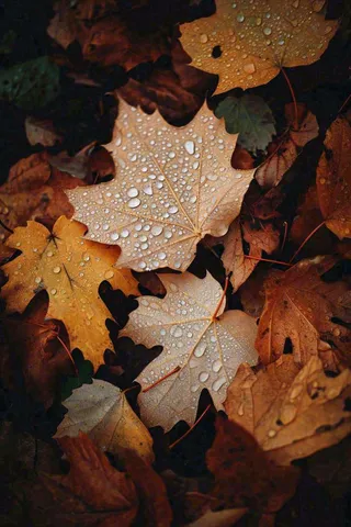 秋天雨天秋叶满地落叶，立秋秋分故事感