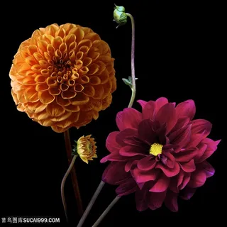 超高清大丽花鲜花图片