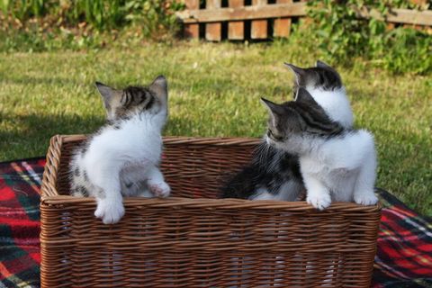 萌萌可爱小猫咪图片 萌萌可爱小猫咪图片
