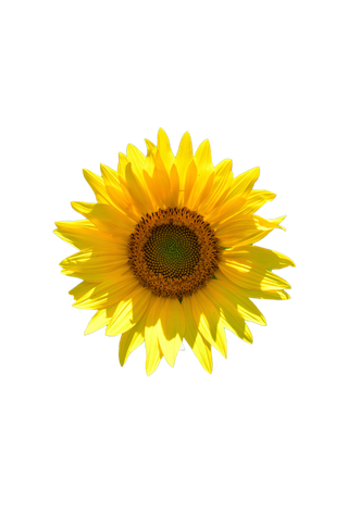 花朵|花卉|花瓣|向日葵|菊|百合|玫瑰|荷花|PNG|免扣元素