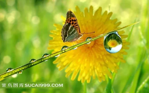 走在水珠枝干的蝴蝶