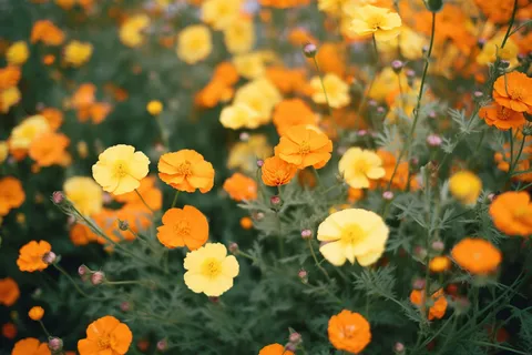 黄色橙色的花朵花海摄影图