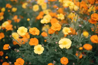 黄色橙色的花朵花海摄影图