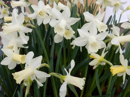 白色洋水仙花图片