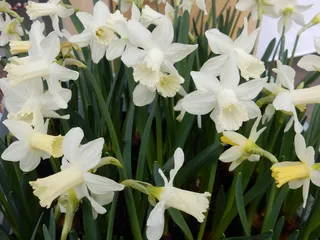 白色洋水仙花图片