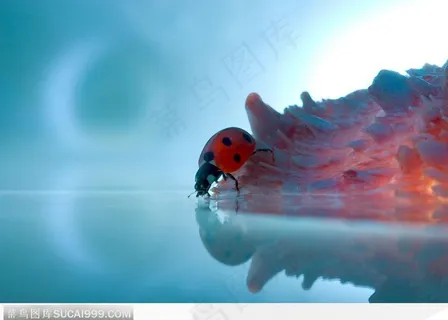 昆虫生态-漂亮的瓢虫