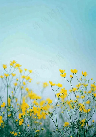 春天花海小黄花清新鲜花，蓝天春分