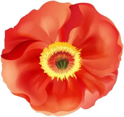 罂粟花 PNG免抠(600x570)