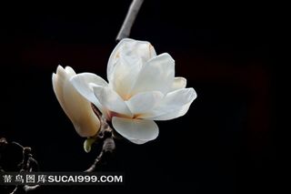 白色玉兰花摄影图片