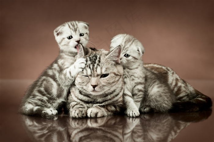 三只可爱猫咪
