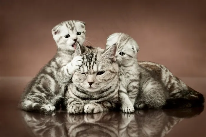 三只可爱猫咪
