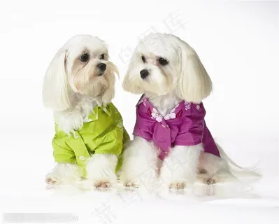 迷你犬-两只对视的狗狗 迷你犬-两只对视的狗狗