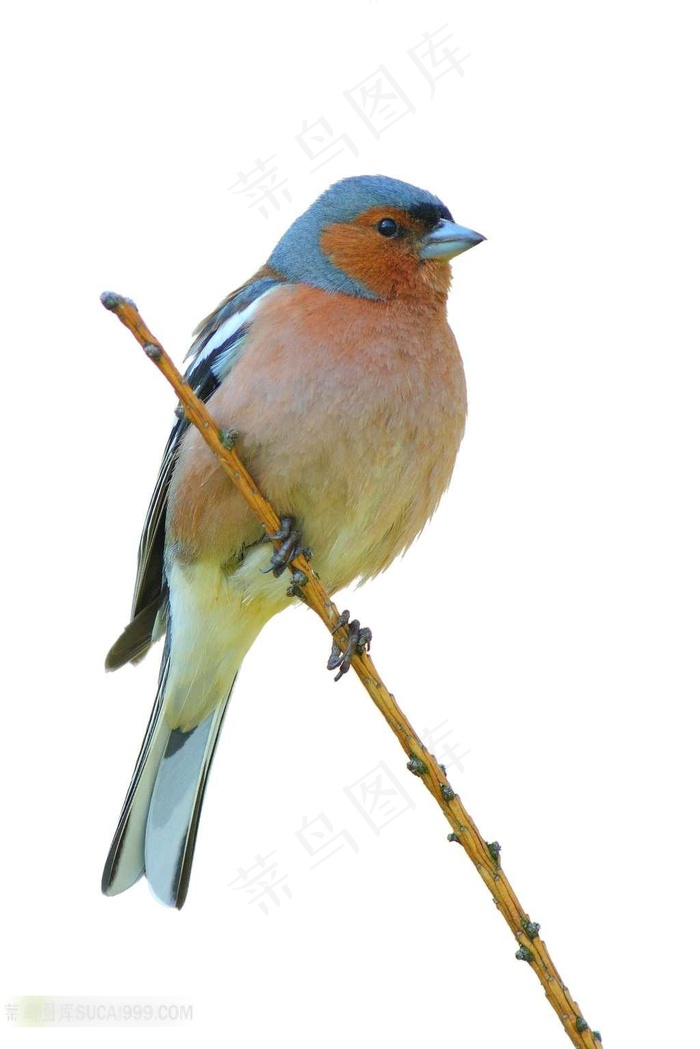 鸟类系列 - 站在枝条上的小鸟