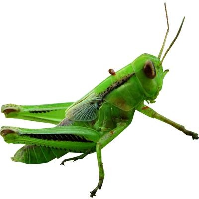 蚱蜢 PNG免抠(400x400)