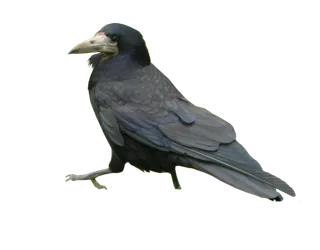 乌鸦动物园动物设计素材森林野生