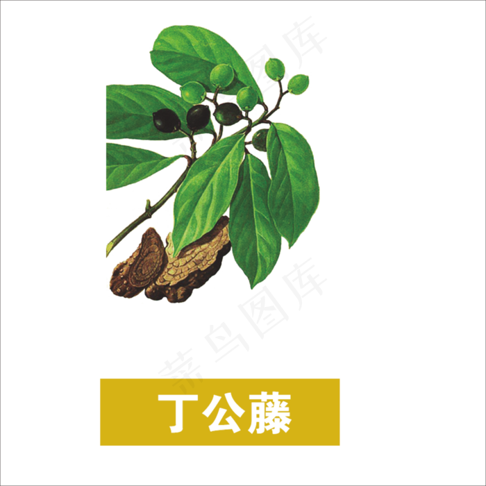 手绘草本中药药材丁公藤