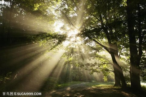 树木树叶- 太阳的光束洒进树林