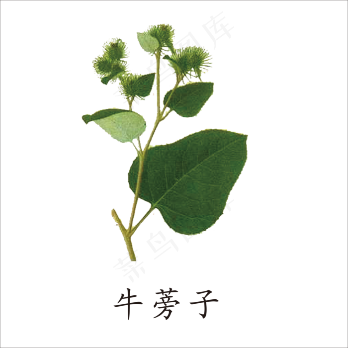 手绘草本中药药材牛蒡子