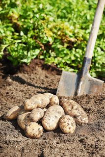 马铃薯菜地摄影