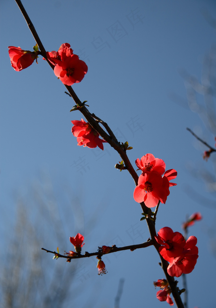 高清鲜艳梅花图片下载
