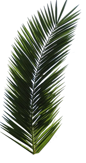 树木免扣图片  树木免扣图片