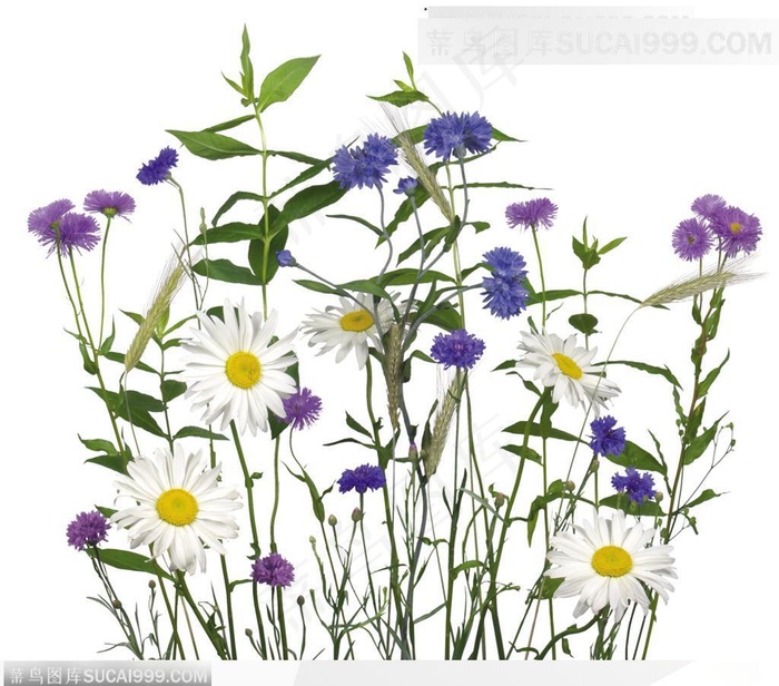 花语系类-漂亮的野菊花