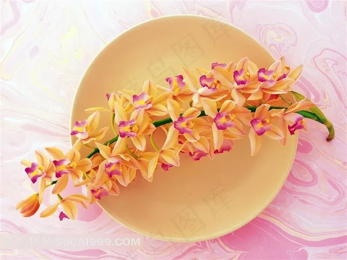 娇艳的兰花花艺大餐