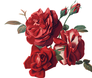 鲜花玫瑰免扣素材