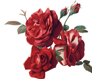 鲜花玫瑰免扣素材