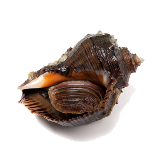 螺贝类带壳类(63)海鲜超市商品红酒白底图免抠实物摄影png格式图片透明底