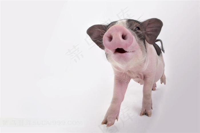 张着嘴巴的宠物猪摄影图片