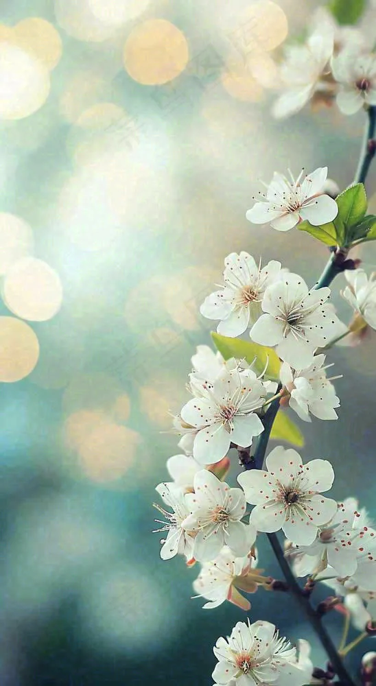 春天白色的樱花花朵和嫩芽开满枝头立春，春分摄影图(816x1488)