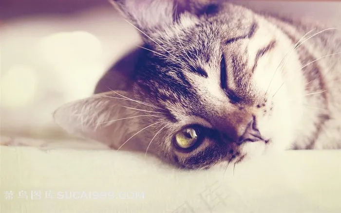 眯眼睛的猫咪