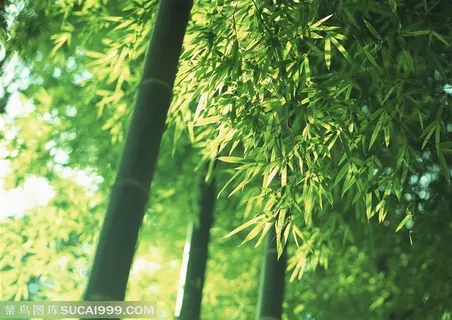 竹林风景-阳光下的竹竿和竹叶 竹林风景-阳光下的竹竿和竹叶