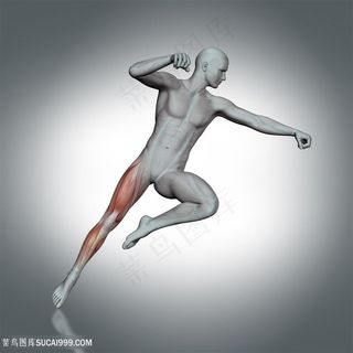 腿部人体肌肉透视图片