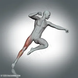 腿部人体肌肉透视图片